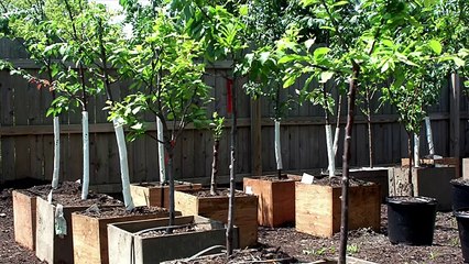 This Tree Produces 40 Kinds of Fruit!