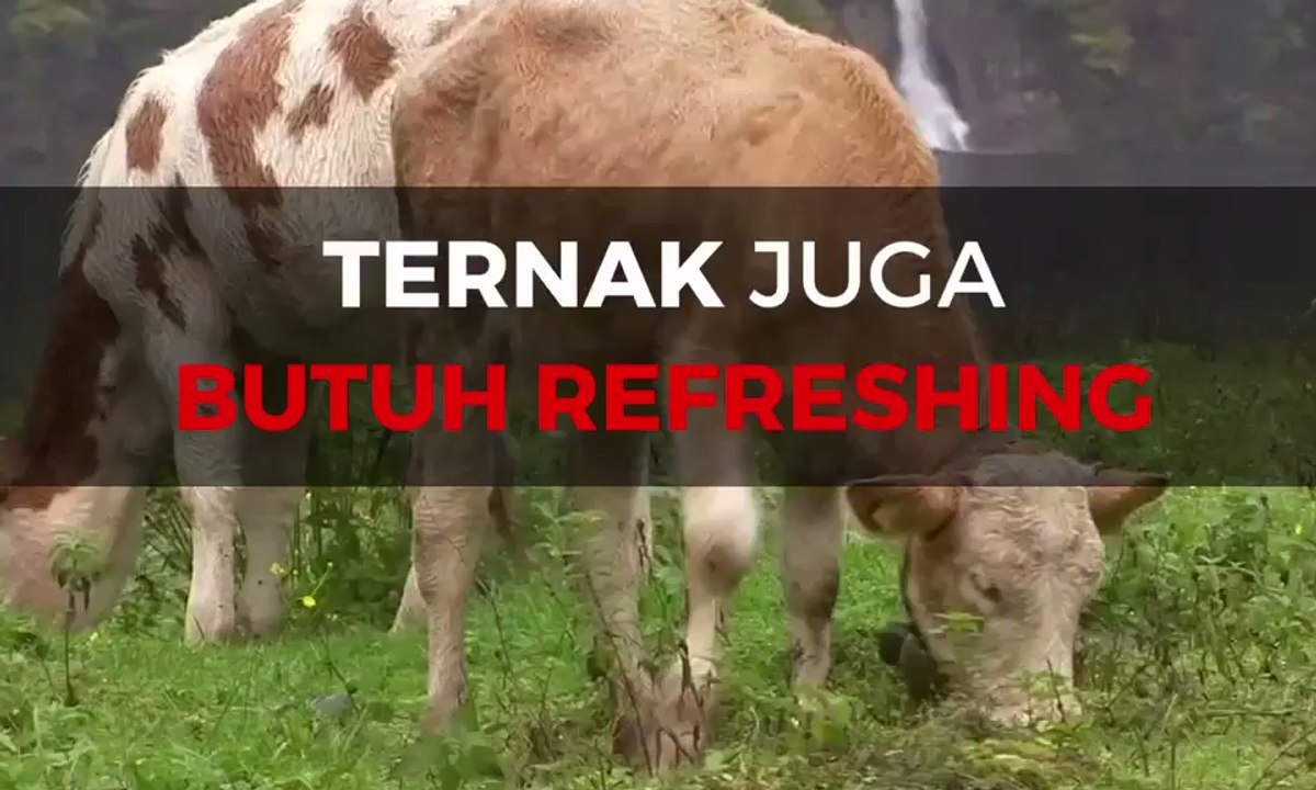 Nah, Ternak Juga Butuh Refreshing