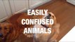Easily Confused Animals