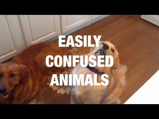 Easily Confused Animals