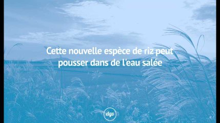 Cette nouvelle espèce de riz peut pousser dans l'eau salée