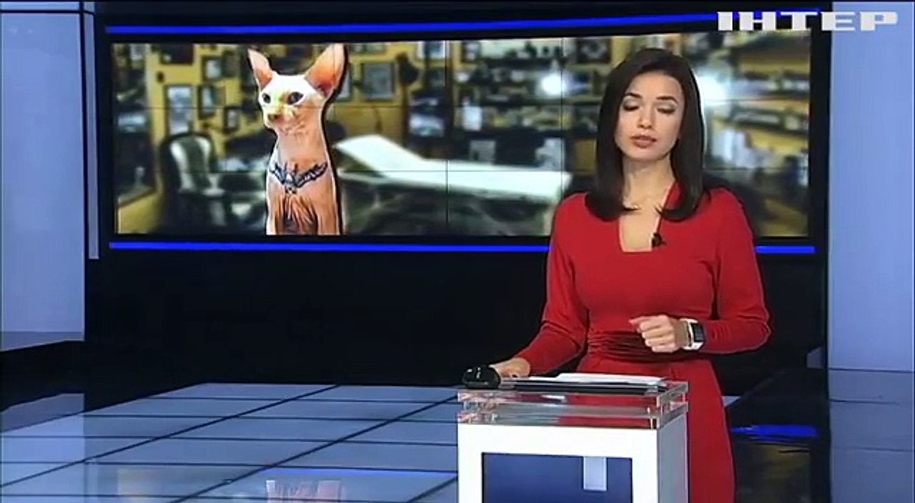 Elle fait tatouer son chat pour plaire à Dieu