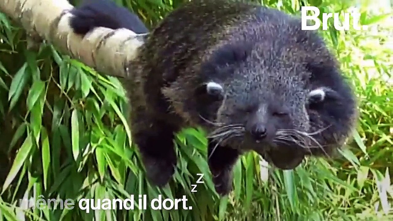 Espèce menacée : le binturong