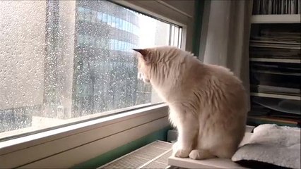 Impressionnant ! Ce chat découvre la pluie pour la toute première fois.