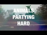 Animals Dancing in an Adorable Way