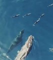 Quand des baleines et des dauphins se suivent en pleine mer... Magnifique