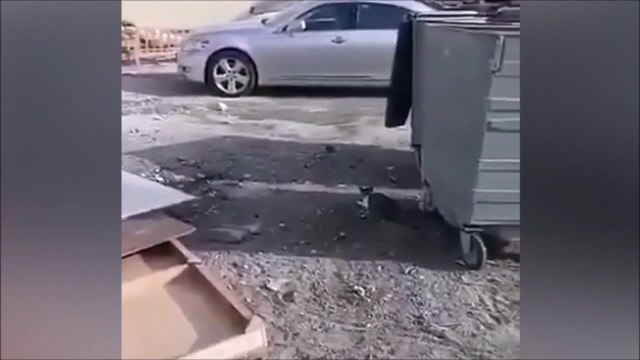 Ce chat se met KO tout seul en essayant d'attraper un oiseau... Douloureux!