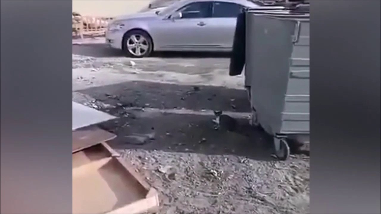 Ce chat se met KO tout seul en essayant d'attraper un oiseau... Douloureux!