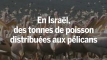 Israël offre à manger à plusieurs centaines de milliers de pélicans