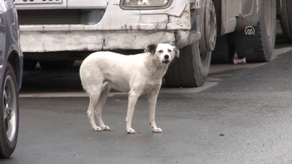 Eyüpsultan Belediyesi'nin Sokaktaki Köpekleri Toplatması - İstanbul