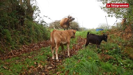 Sizun. Joséphine aux anges avec ses biquettes