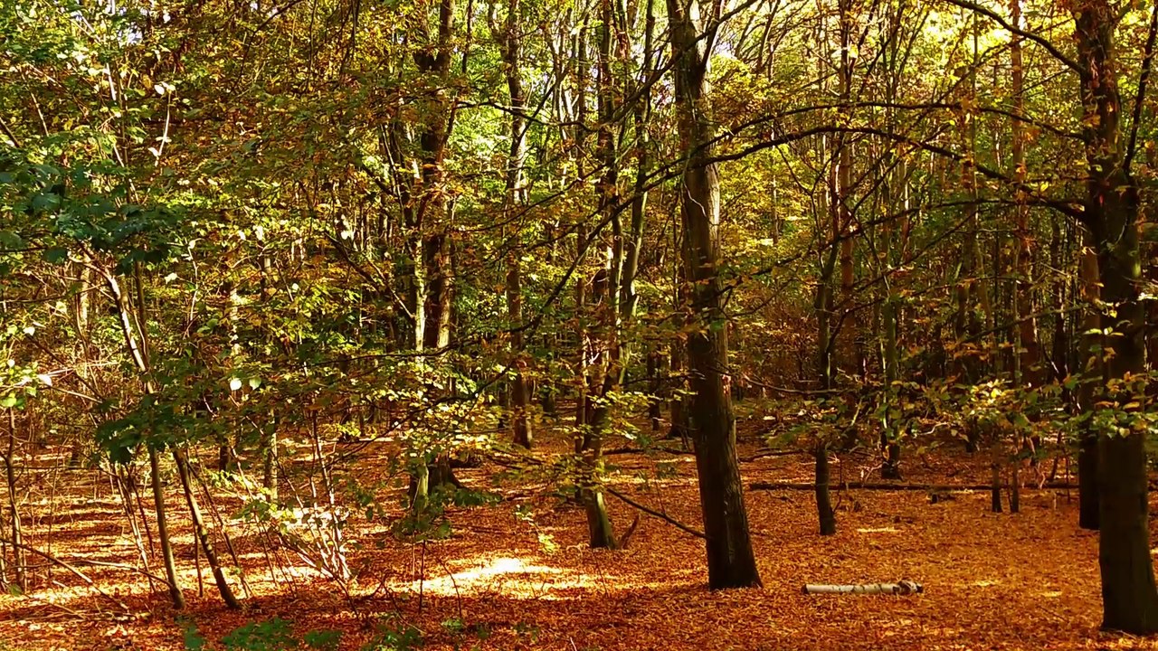 Balade au parc Georges Valbon (parc de la courneuve) 16/10/2017