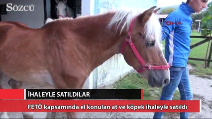 FETÖ kapsamında el konulan at ve köpek ihaleyle satıldı