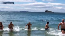 Swimmers run from water as killer whale swims towards shore