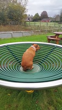 Qui a dit que les chiens n'aimaient pas les tourniquets ?