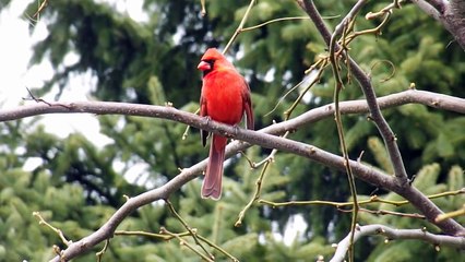 Cardinal Call