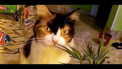 What happens when a cat eats marijuana