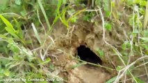 Wow! Three Sisters Catch Two Big Snakes While Digging Hole To Find Crabs