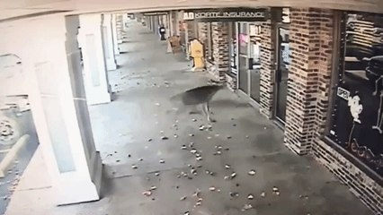 Surveillance Video Captures Deer Crashing Through Barbershop Window in Missouri
