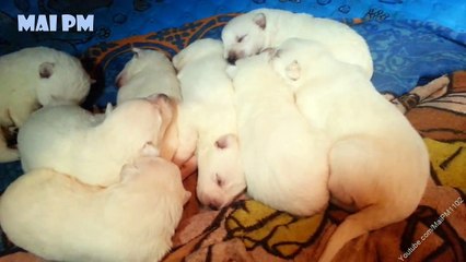 German Shepherd Puppies Cutest Ever Videos Compilation