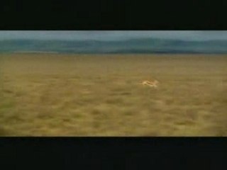 La plus conne des gazelles