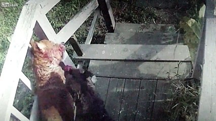 Pitbull dehşet saçtı saldırı güvenlik kamerasına yansıdı