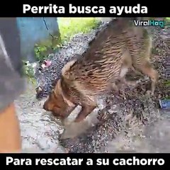 El amor de una madre es la fuerza más poderosa de la naturaleza