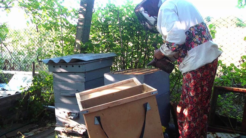 Как я у Валеры Савчака на пасечника учился...