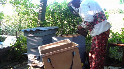 Как я у Валеры Савчака на пасечника учился...