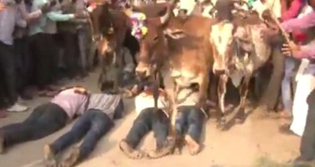 Uğur Getirsin Diye İnek Sürüsünün Altına Yatıyorlar!