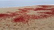 Des milliers de crabes rouges retrouvés sur la plage de Newport