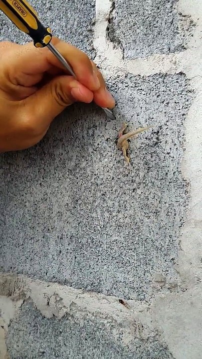 Il trouve un lézard coincé dans un mur... Dingue