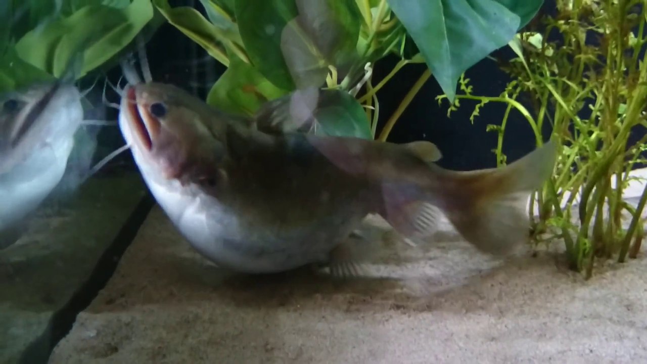 Un poisson chat qui a les yeux plus gros que le ventre... Gourmand