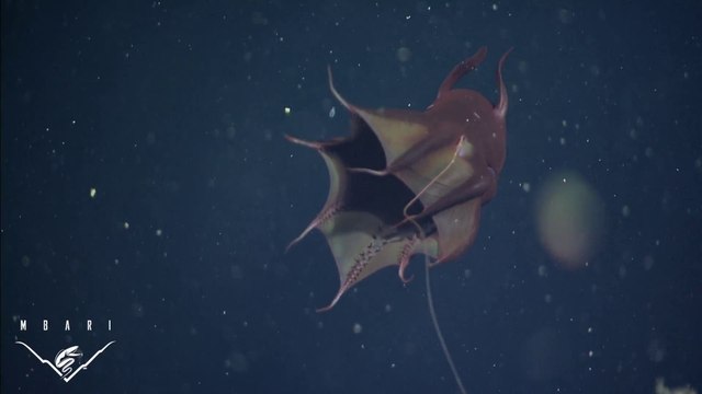 Cet animal terrifiant est un poulpe vampire ou Vampire des abysses