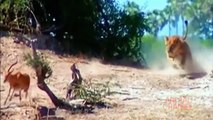 Most Spectacular Lions Hunting Skills - Lions vs Buffalo vs Hyena vs Cheetah vs Giraffe