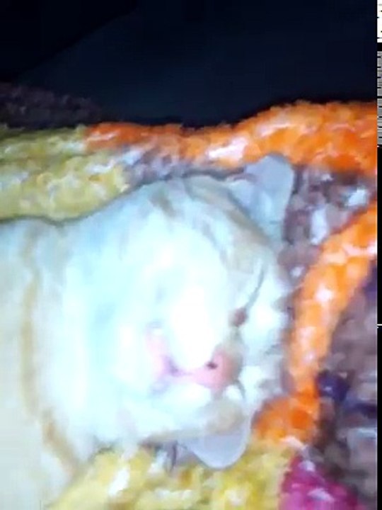 This Cat Sleeps Hard