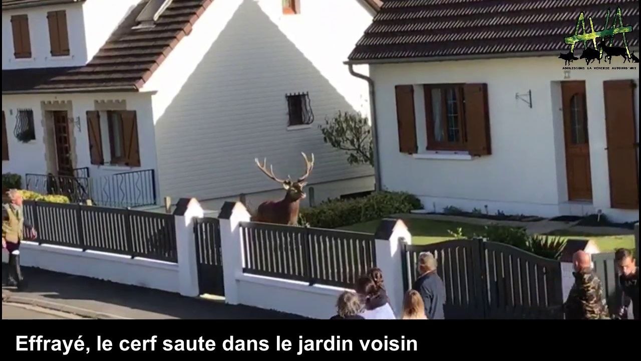 Un cerf abattu dans un jardin privé à La Croix Saint-Ouen