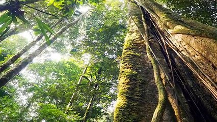 Virtual Field Trip - Amazon Rainforest