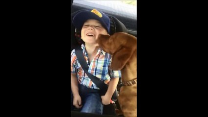 Friendly Dog Licks Toddler