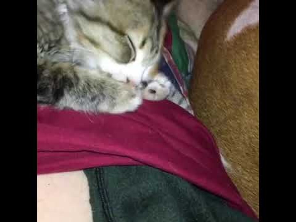 Adorable Kitten Sucks Thumb While Taking a Snooze