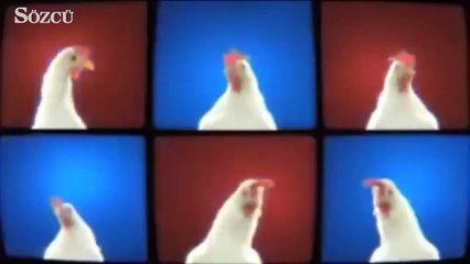 Tavuğunu pansuman için devlet hastanesine götürdü