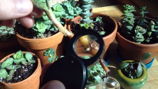 Succulents Rooting in Water & New Crassula Cuttings