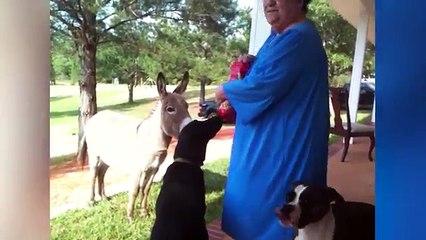 The Funniest Hungry Pet & Animal Videos Weekly Compilation 2016 | Funny Pet Videos