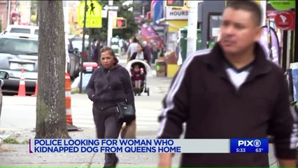Video Shows Suspect Smiling While Stealing Woman's Dog from Yard