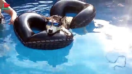 Ten Cool Huskies // Funny Animal Compilation
