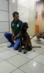 Cachorro chateado morde rosto/nariz do dono.