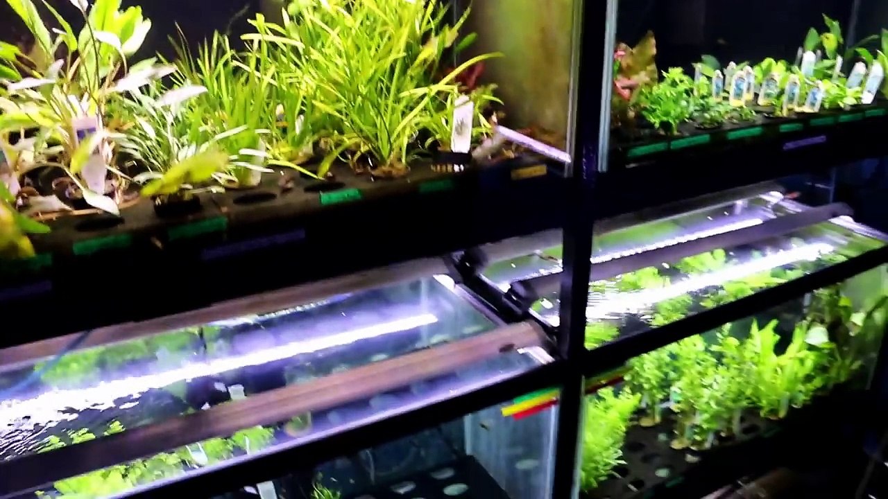 FISH NERDS ONLY! Aquarium Co-Op Store Tour