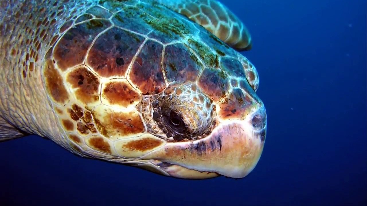 When Fisher men Saw Turtle Floating In The Water, They Realized He Desperately Needed Help