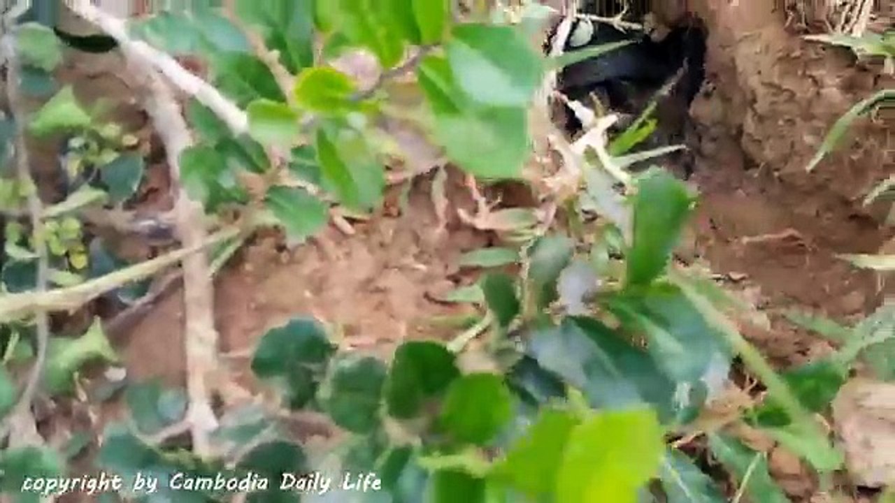 (100% Real Life) Three Children Catch Three Big Cobras While Digging Hole