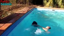 Dogs saves owner and save people from drowning Compilation